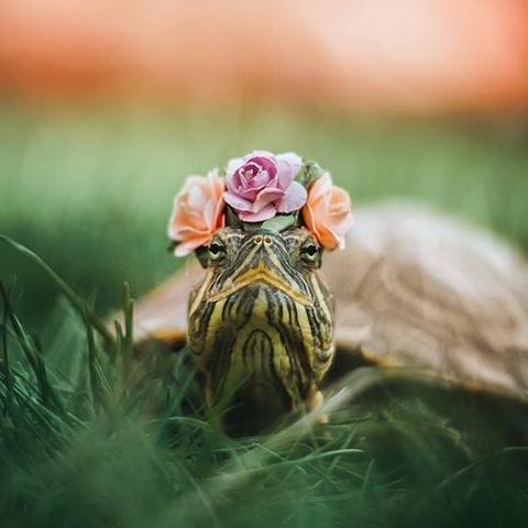 Turtle with a flower crown