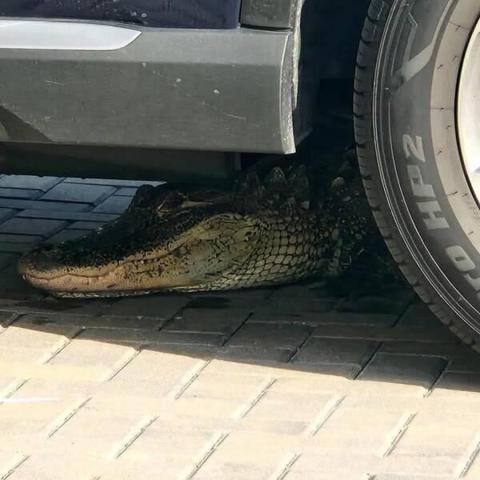 Gator resting comfortably under a car.