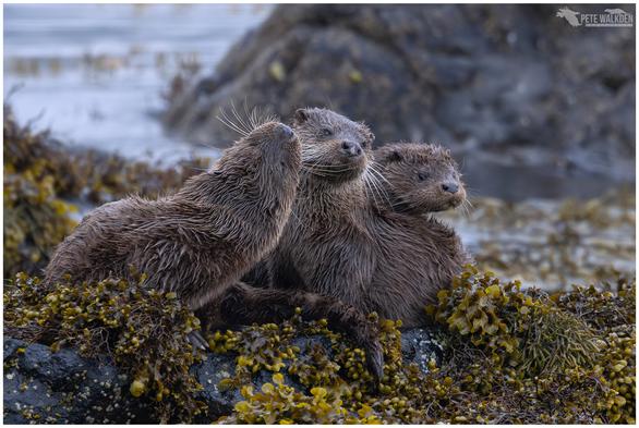 A family of Eurasian otters snuggled together on a rock beside a loch, on the Isle Of Mull. From a workshop I was running out there last year.