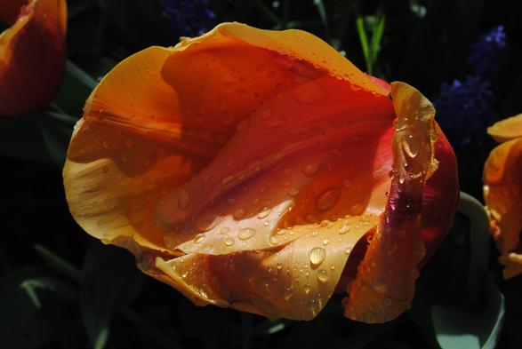 closeup of a yellow and orange tulip seen from above, bending from right to left, heavy with drops of rainwater. sunlight is hitting it coming from the upper edge of the image, making some of the petals cast intensely deep orange shadows over the rest of the tulip. The flower itself takes up most of the image space, leaving only a slight margin of dark green shadowy foliage as background, with hints of more orange tulips to the left and right and some dark blue muscari flowers in the shadow in the upper right corner