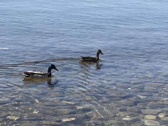 A duck couple swimming on a lake, close to shore.