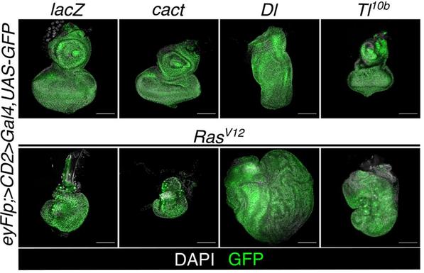 Confocal images of eye-antennal discs and eye-antennal disc tumors at 96-h after egg deposition. Top row, from left to right: over-expression of LacZ, Cactus, Dorsal, Toll. Bottom row: overexpression of the same genes, but in the presence of Ras-V12 mutation.