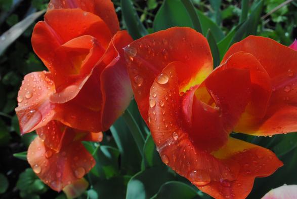 a closeup of two intensely red tulips with yellow markings at the roots of their petals, seen from above, splattered with raindrops all over, in overcast light against a background of green tulip foliage