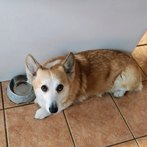 Floof looking sad next to an empty water bowl