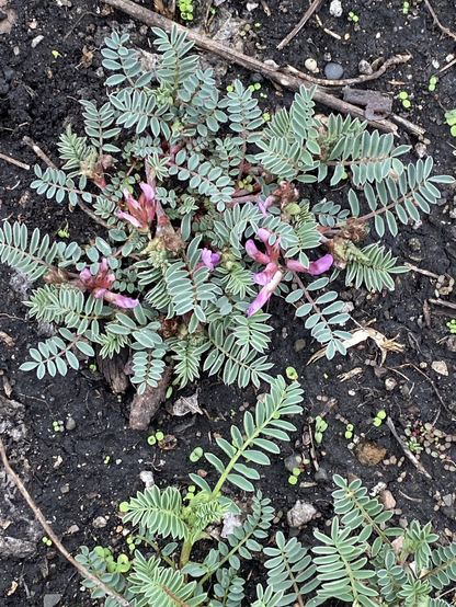 Scores of arching stems in lime green and piglet nose pink, pairs of oval leaves in lime green and blue green, rolled up blossoms in fushia red and fushia coral, background of dark soil.
