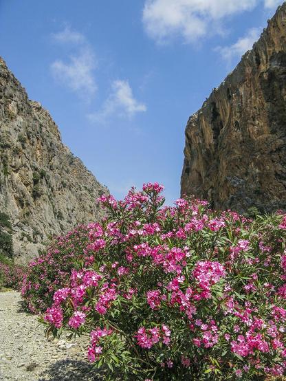 Agiofarango gorge with oleander bush in Crete, Greece