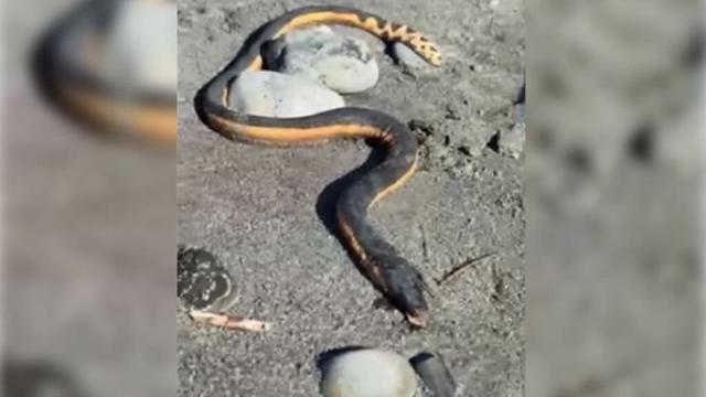 Yellow-bellied sea snake found on South Island’s West Coast, the second one in New Zealand in a week