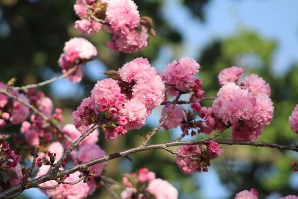 Pink tree blossoms that are so full of petals that each flower blossom is a pink ball.
