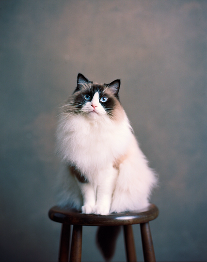 A blue-eyed ragdoll cat sits in a brown barchair before a warm grey backdrop and looks into the camera.