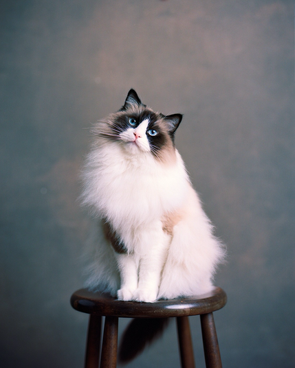 A blue-eyed ragdoll cat sits in a brown barchair before a warm grey backdrop and looks into the camera with its head tilted.
