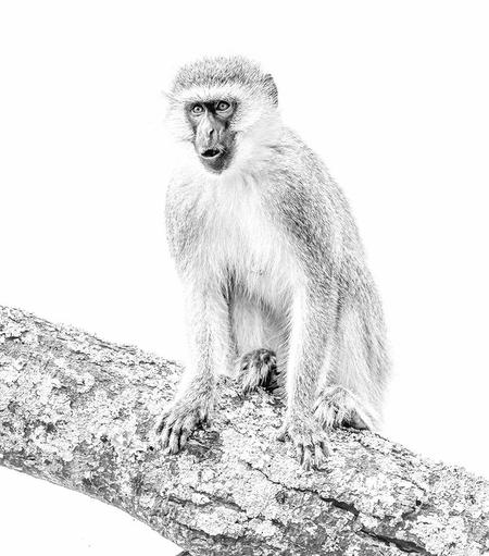 A high key image of a vervet monkey sitting on a large tree branch. Photographed in Tanzania.