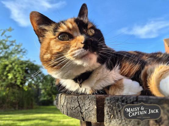 Maisy is a beautiful calico cat with a mix of black, orange, and white fur. She is lying down, totally relaxed, on a wooden garden table. She has a white patch on her chest and a white-tipped paw. The photo is taken outdoors, with a green lawn and trees in the background, under a bright, sunny sky with wispy white clouds.