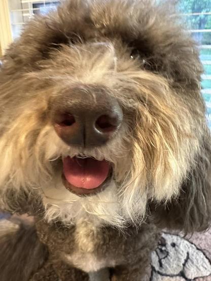 A closeup of Susie’s very bootable nose while she’s waiting for her daily primping session. She is laying on the grooming table (that is also the desk in my home office). She is smiling with her mouth open. Doggy kisses inbound!