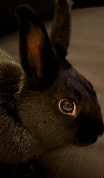 Me, a black rabbit with dark, bright eyes. Side profile