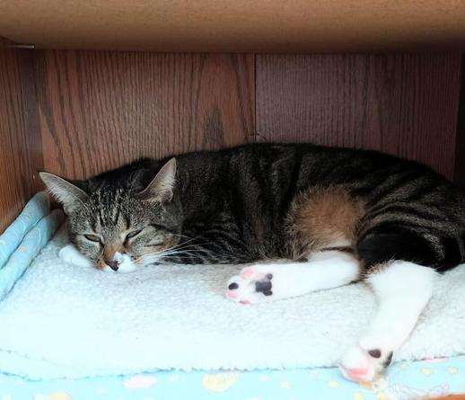 Our little tabby cat, named Pax, is lying on a white blanket with light blue trim inside a nook in a bookcase/entertainment center.  Her sleepy eyes are almost closed.  Her head is resting on one of her front paws.  Her long white hind legs are sticking out, revealing her pink and black toe beans.