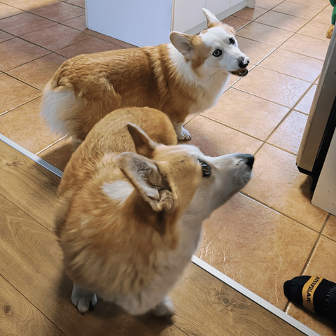 Floof and Guimauve are confused by the location of whipped cream. it's on his nose.