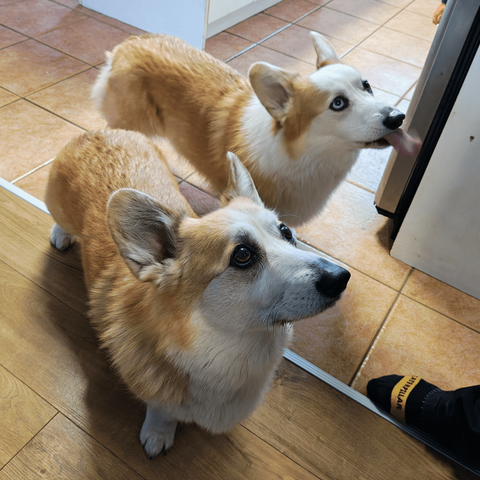 Floof and Guimauve requesting assistance with the whipped cream
