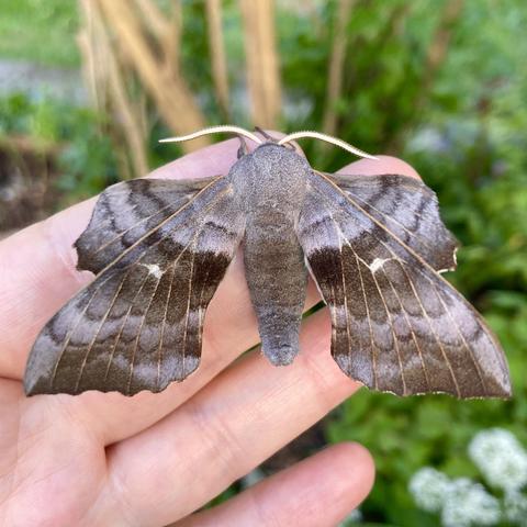 Overhead shot of a large 5cm moth on a hand.  It has a thick grey abdomen. It has grey-brown forewings which it holds slightly wide of its abdomen and which slope sharply behind like an arrowhead.  They are scalloped across the bottom. The hindwings poke out underneath the forewings but either side of its head.  It gives the appearance of being almost square and quite angular - leaf like.  The wings are largely grey with a dark grey-brown band across the middle with a small white dot in the very centre of each wing.
