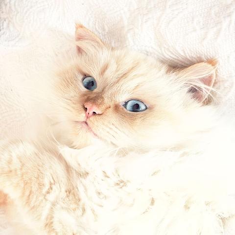 Nahaufnahme eines weißen Katers mit roten Öhrchen und Nase mit blauen Augen auf einer weißen Decke.