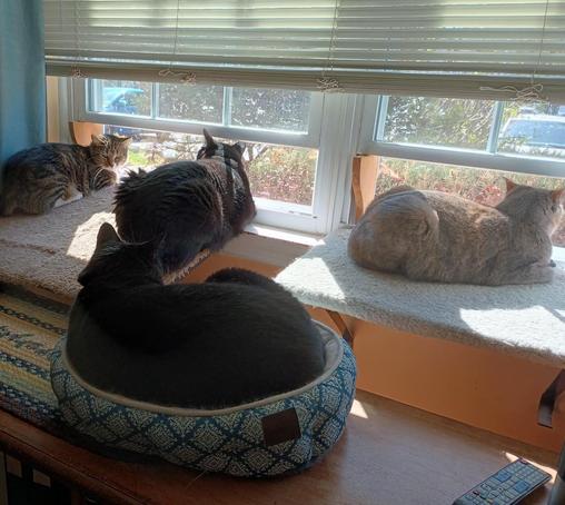 Four cats are enjoying being by some open windows.  Pax, a tiny tabby with white markings, is on a window shelf on the far left.  Next to her is a big black cat named Peck.  On the far right window shelf is a dilute tortoiseshell cat named Daphne.  On a low bookcase in a cat bed is a big black cat named Doodle.