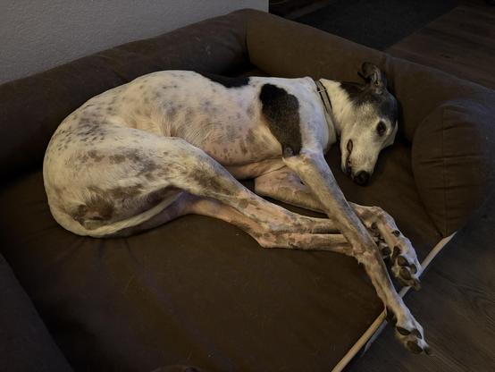 Photo of a white greyhound dog with black spots and black ticking laying in a brown dog bed. Her long legs are tangled.