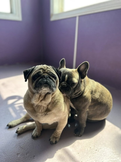 French Bulldog on right (brindle/black with white)  having a nap with her head on an older Pug. Both are sitting up. Very cute.