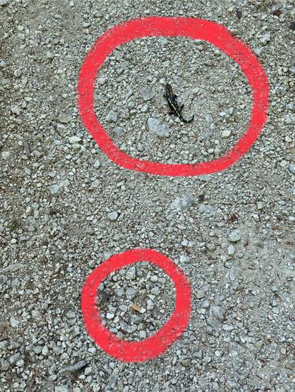 Ein Feuersalamander auf einem Waldweg in unmittelbarer Nähe zu einem Zigarettenstummel.