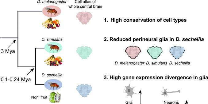 Comparative atlases of three closely related Drosophila reveal a glial role in fly brain evolution. Phylogenetic relationships and approximate divergence times are indicated at left. The authors generated single-nucleus RNA sequencing of the whole central brains of two generalists, Drosophila melanogaster and Drosophila simulans, and a specialist on noni fruit, Drosophila sechellia. This allowed them to estimate the divergence in gene expression and abundance in brain cell types, revealing that glia diverge more quickly than neurons.