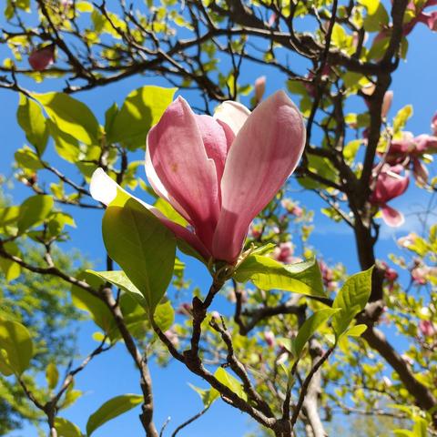 Magnolia