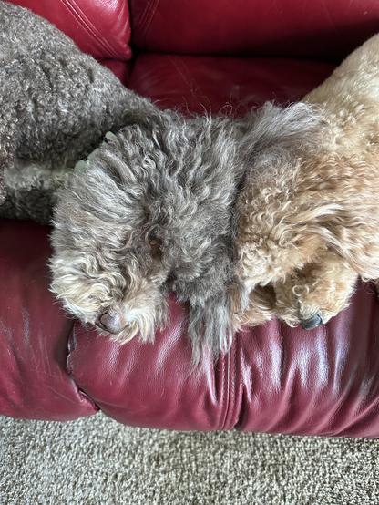 Rosie and Susie, the little doodle dogs, are napping on the red couch in the living room. They're laying with their head touching. What you don't see is that mom was power napping beside them and just woke up.