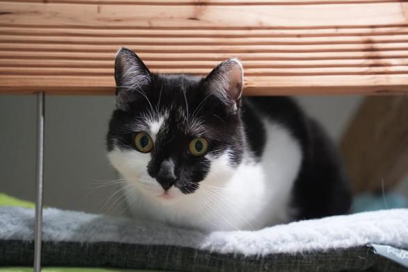 A photo of Zero, a black and white cat, lying on a bed, poking his head through a slot on the sight, looking curiously towards something slightly below the camera. His face usually carries a surprised look, which also shows here.