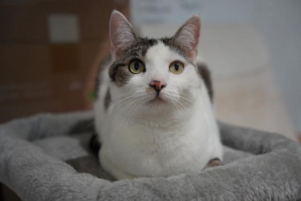 A photo of One, a grey and white cat, loafing in a cat bed, looking at something slightly above the camera with mild interest. He seems quite at rest (given the full loaf), but also a bit curious as to what is going on.