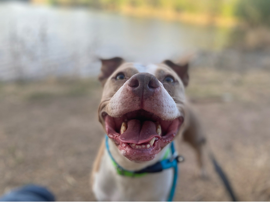 Beautiful dog with a big smile
"Cuteness overload"