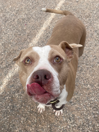 Beautiful dog licking their lips.
