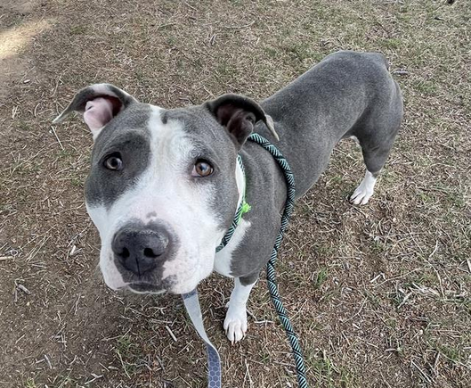 Beautiful dog.
