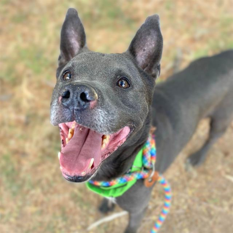 Beautiful dog.