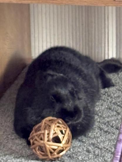 Me communing with a ball as I meditate on my favorite rug.