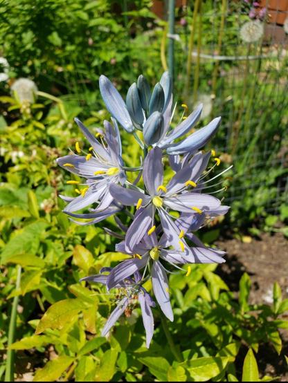 Cluster of many flowers growing in a spike. The flowers have 6 thin petals forming an open star; they are of a light bluish purple and have bright yellow anthers. The flowers at the top of the spike are almost blue and still closed. Out of focus, assorted plants in a busy garden.