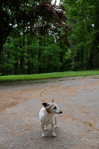 A white and brown Jack Russell Terrier standing on the driveway at home looking toward the right side of the screen. A maple tree at top right, and other trees with green leaves in the background.