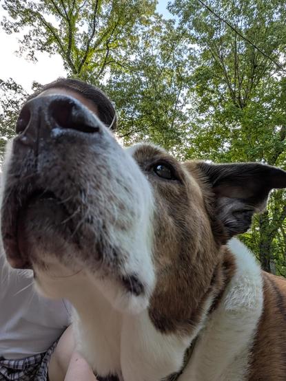 The huge face of a white and brown dog totally hiding my face