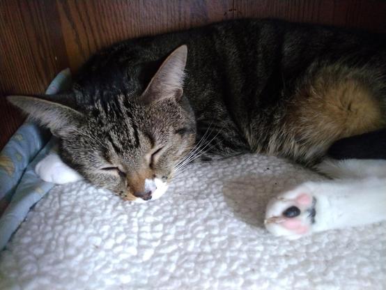 Pax, our young tabby cat with white markings, is sleeping on a soft, white, fuzzy blanket.  She is lying inside a small compartment in a wooden bookcase/entertainment center.  One white hind leg is upturned, showing off her pink and black toe beans.