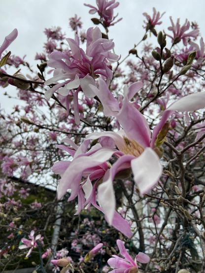 Pink and white magnolias with petals wide open, against a gray cloudy sky