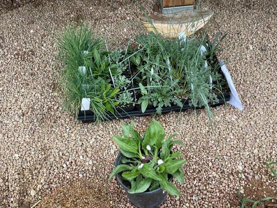 A tray of 32 small native perennial plants, 4 each of 8 species, and a goldenrod in a gallon pot. They are resting on pea gravel next to a large wooden post set in concrete.