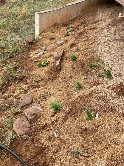 The 33 plants from the previous picture, planted on a slope, mulched with tan squeegee.  There is a short concrete retaining wall in the background.