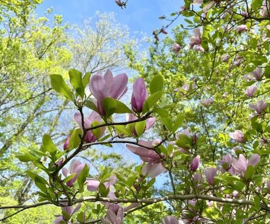 Light purple magnolia flowers viewed against fresh green foliage and blue sky.