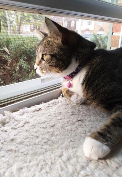 Pax, our little tabby kitty with white markings, is staring intensely out the window as she lies on a fuzzy white window shelf.  One white  front paw is tucked up by her fluffy white chest.  The other white paw is stretched out in front of her.
