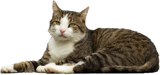 A lovely cat to tell you if it is Fairtrade Music Friday today (or not).