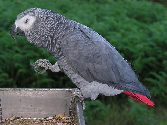 Ein afrikanischer Graupapagei steht auf einem Metallfutterbehälter. Der Vogel hat ein graues Gefieder und eine charakteristische schwarze Schnabelform. Am Körper sind einige rote Federn sichtbar. Im Hintergrund sind grüne Pflanzen zu erkennen.