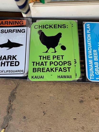 Metal novelty signs for sale on a market sidewalk, centered on one that reads "CHICKENS, THE PET THAT POOPS BREAKFAST."