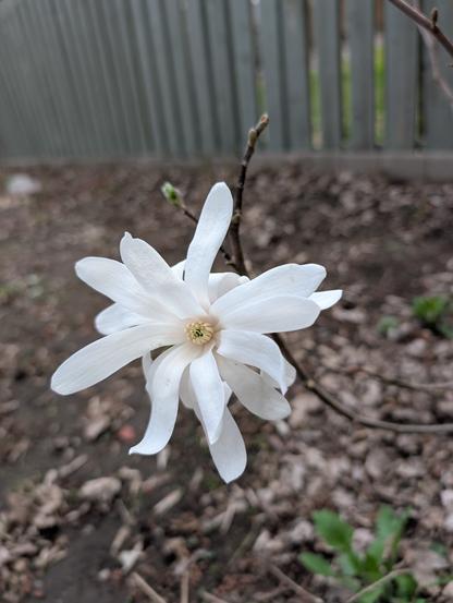 A few layers of creamy white petals, none of them going in the same exact direction, pretty long and thin, with a small ish yellow center